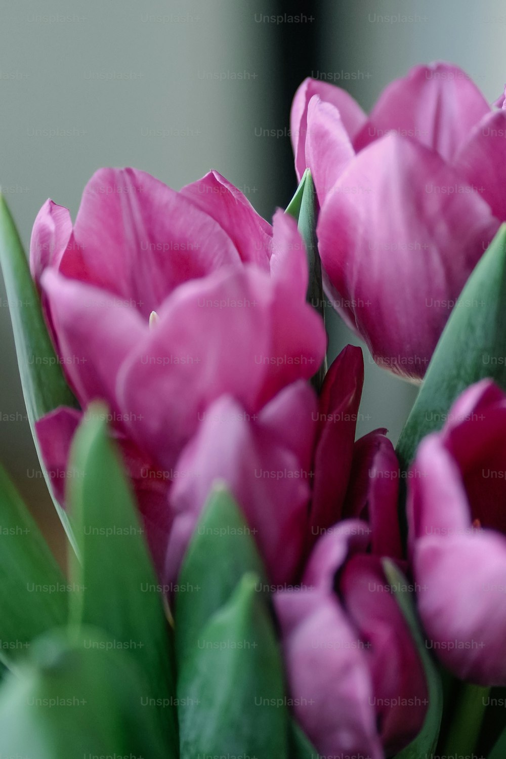 ein Strauß rosa Tulpen mit grünen Blättern