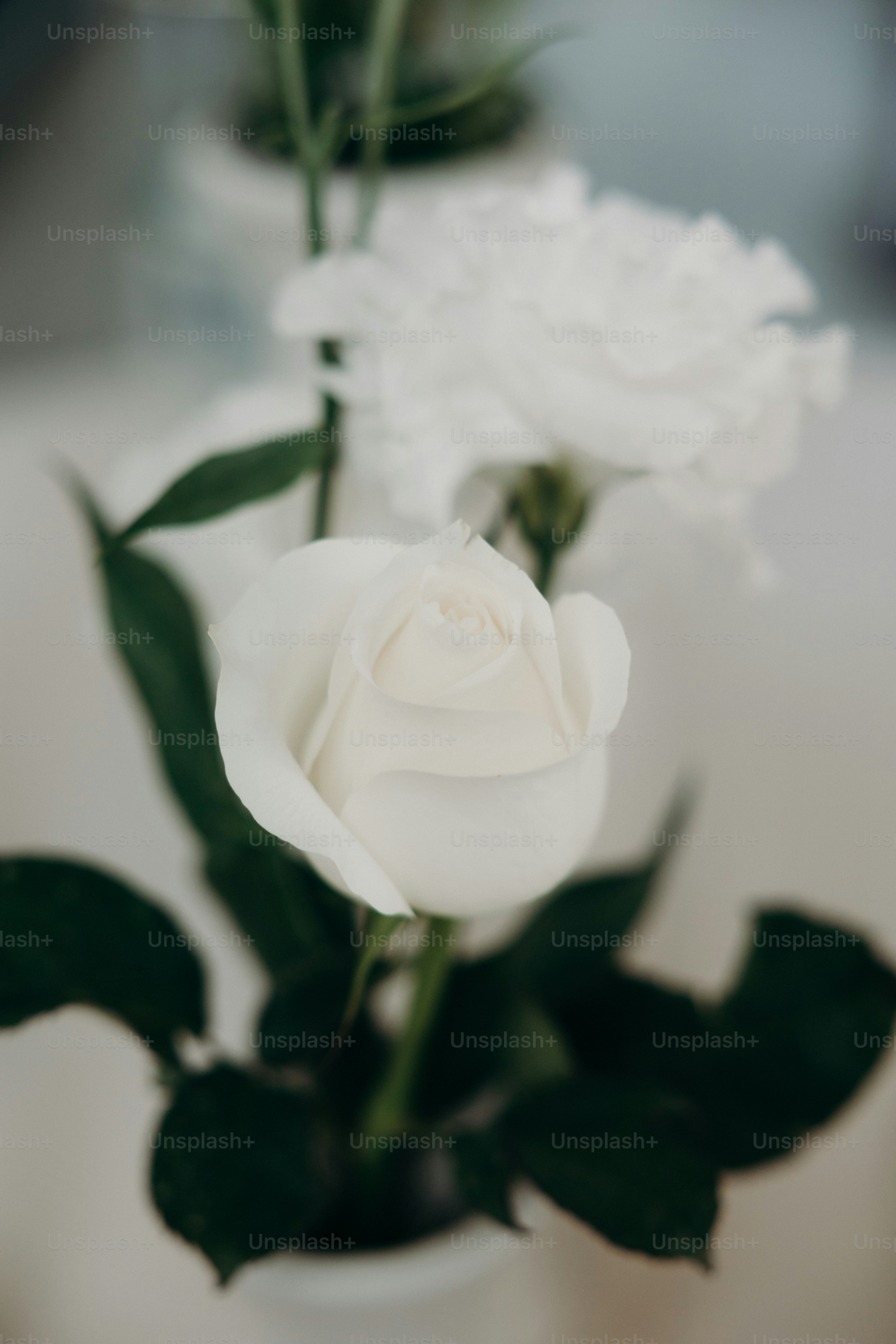 500+ White Rose Pictures [HD] | Download Free Images on Unsplash, image size:3000x4500