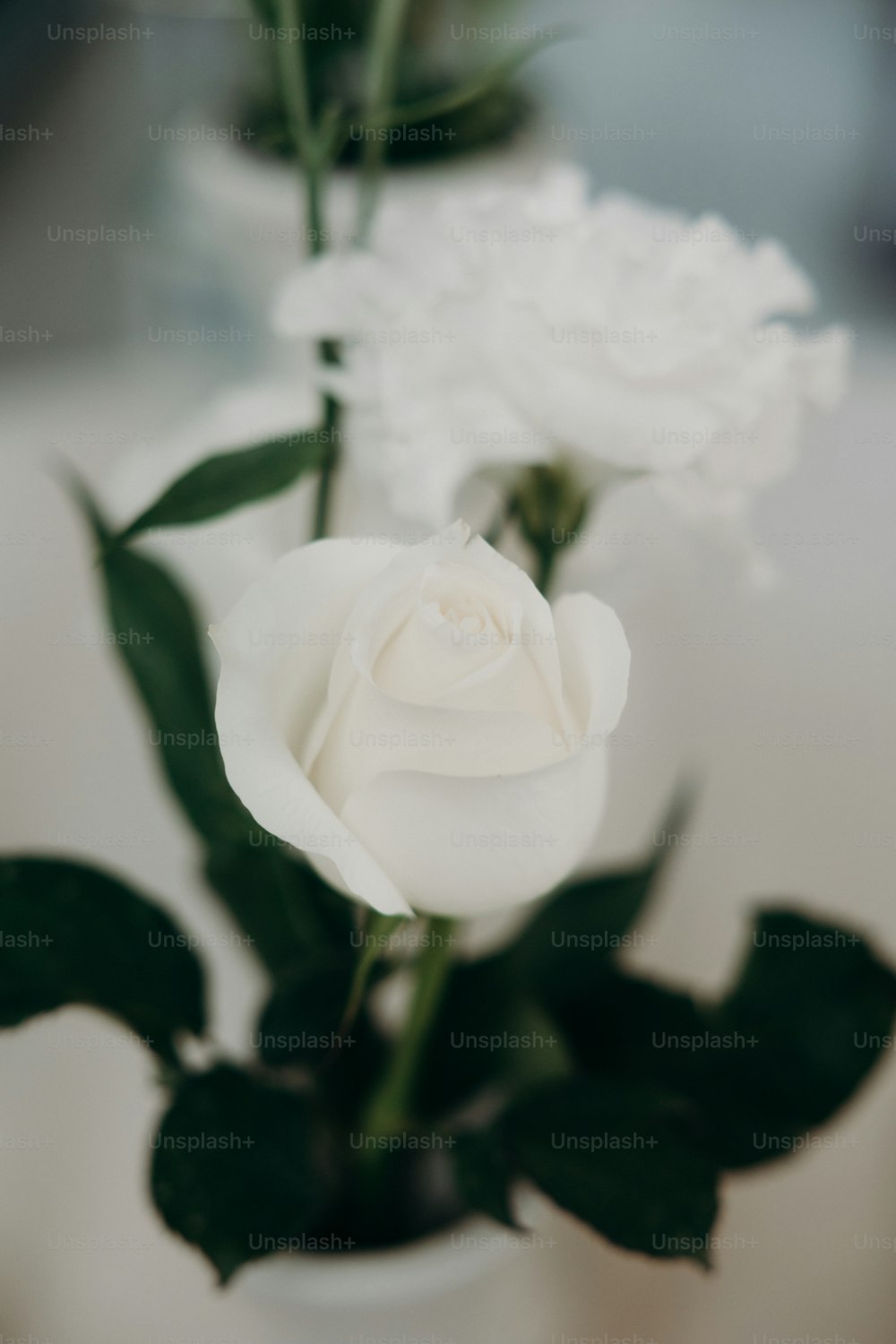 a close up of a white rose in a vase