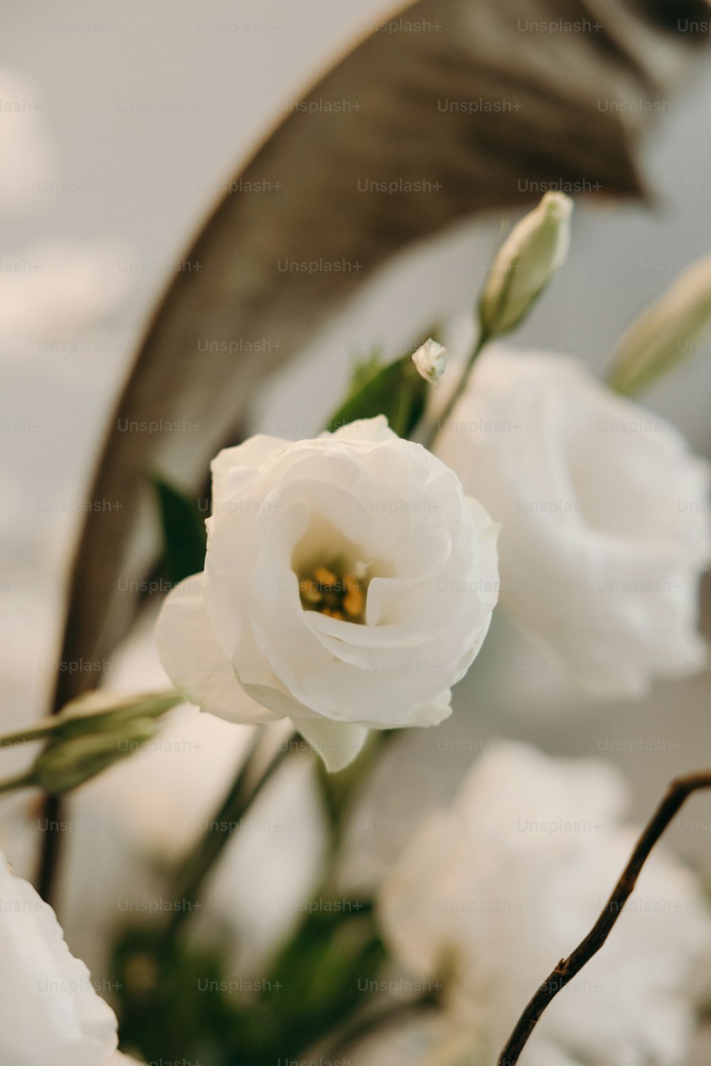 um close up de flores brancas em um vaso