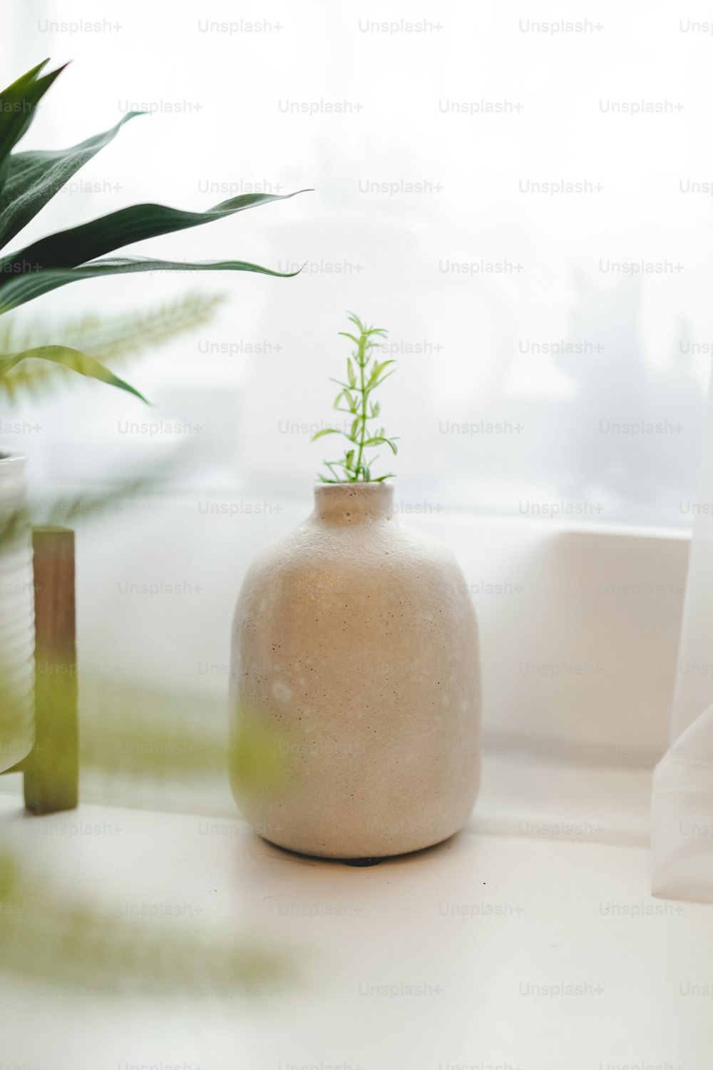 eine weiße Vase mit einer grünen Pflanze darin