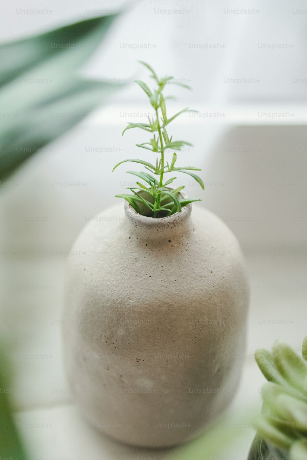 a white vase with a green plant in it