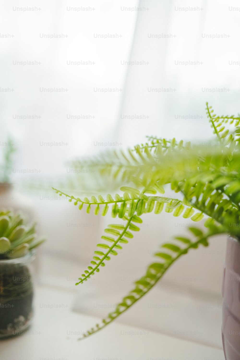 Un primo piano di una pianta in una pentola sul davanzale di una finestra