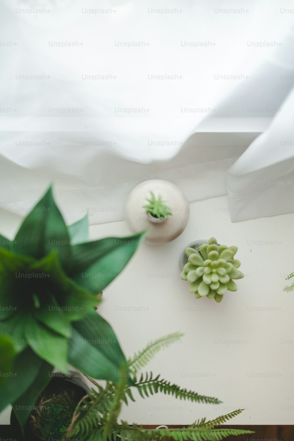 une plante verte assise sur une table à côté d’un vase blanc