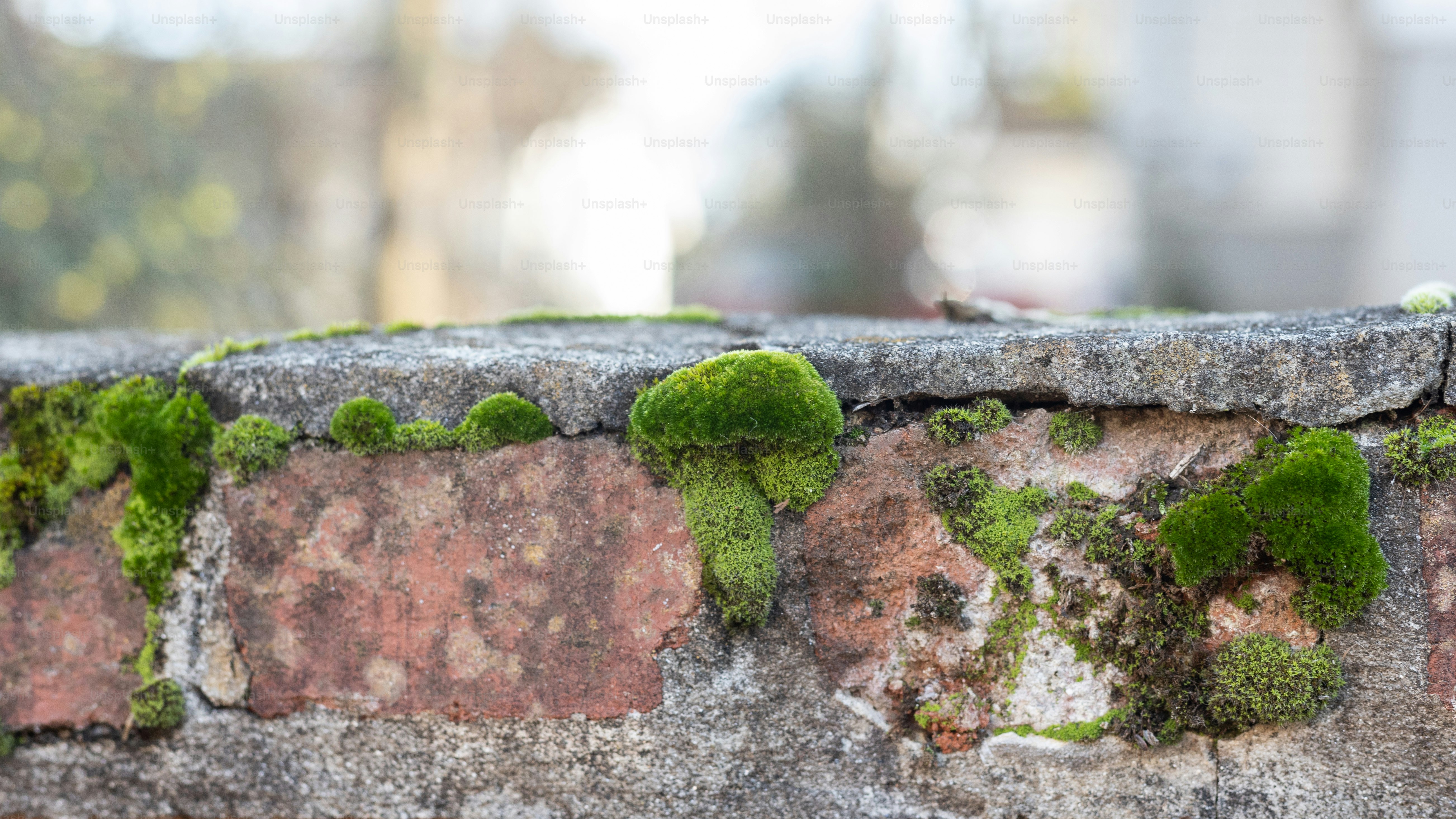a brick wall with moss growing on it