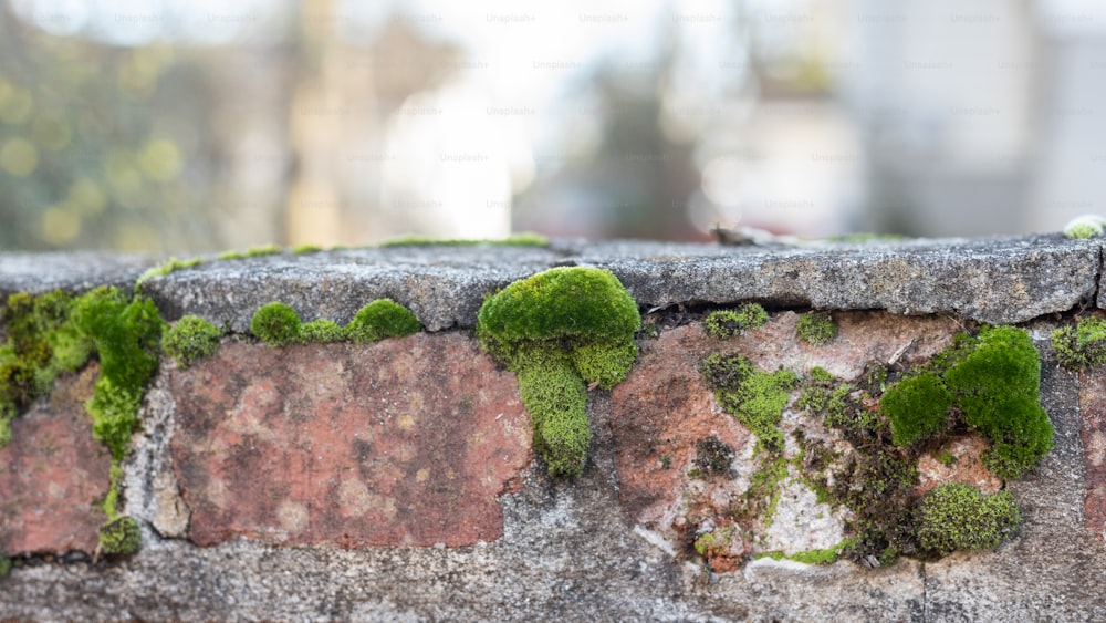 a brick wall with moss growing on it