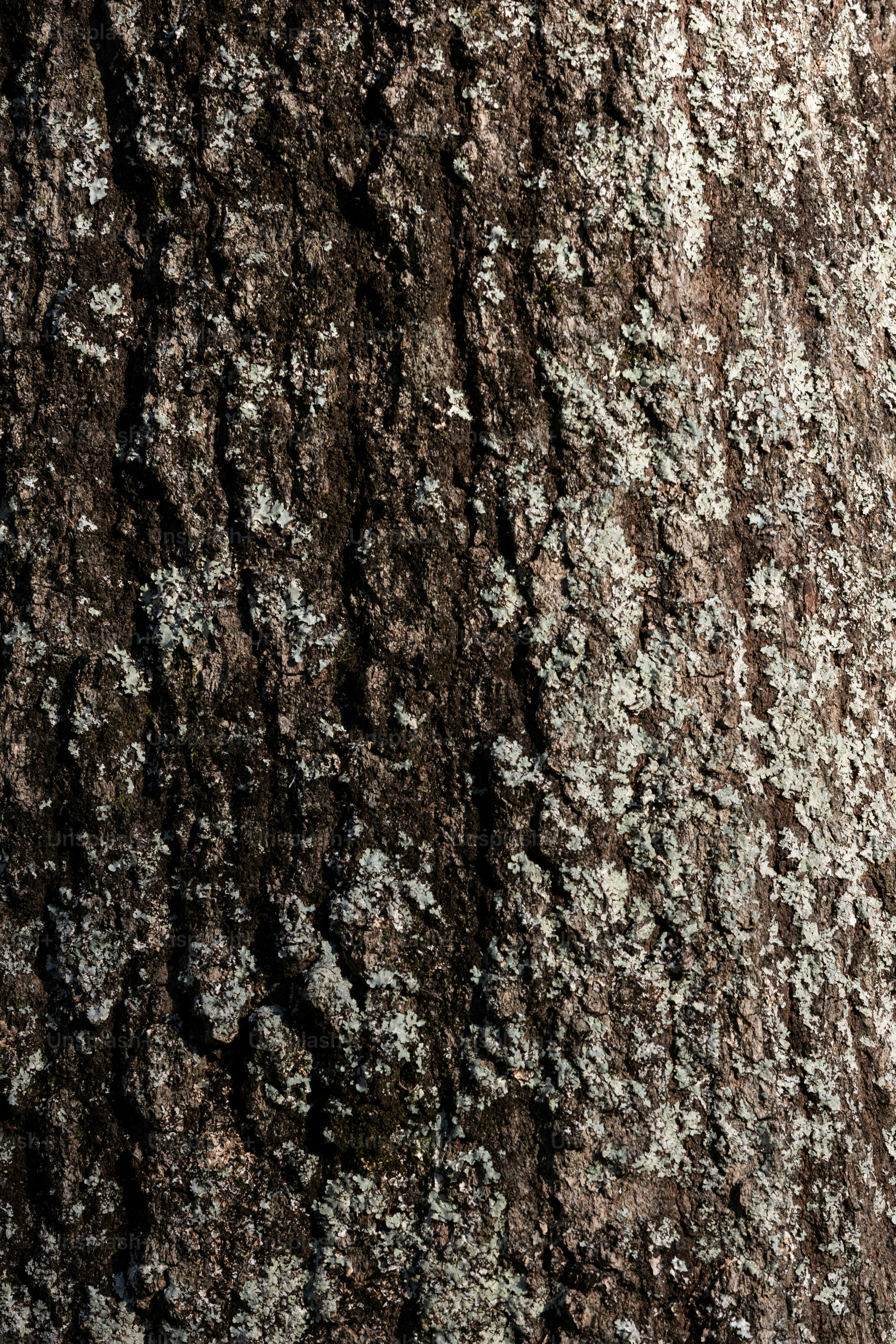 a close up of a tree trunk with lichen on it