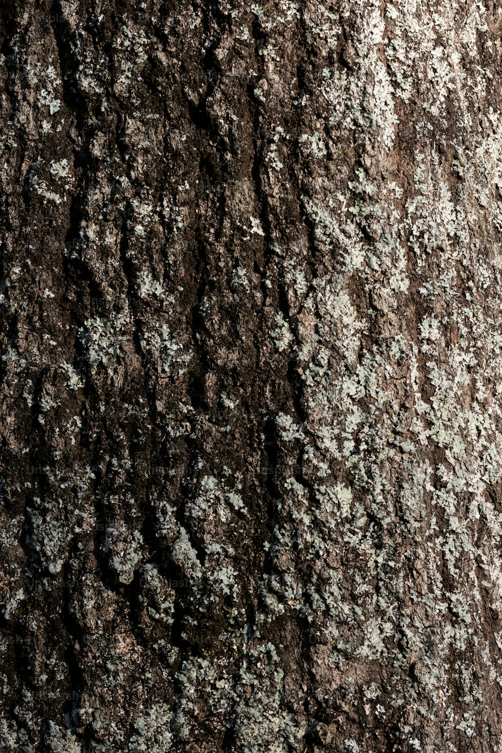 un primo piano di un tronco d'albero con licheni su di esso