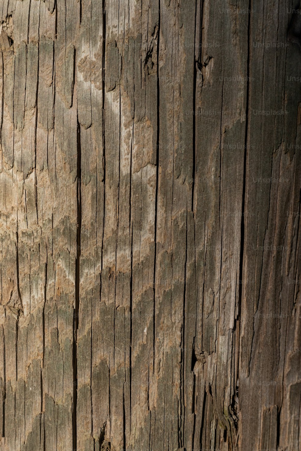 a close up of a tree trunk with a bird on it