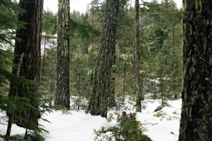 많은 나무로 가득한 눈 덮인 숲