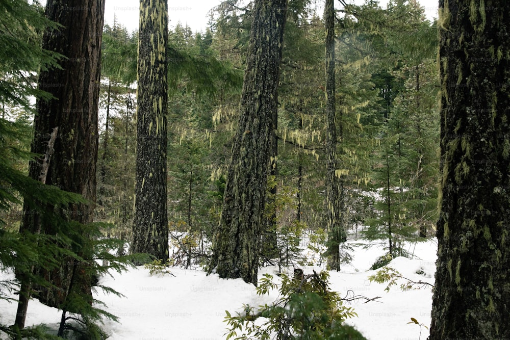 a snow covered forest filled with lots of trees