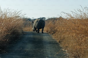 Un rinoceronte che cammina lungo una strada in un campo