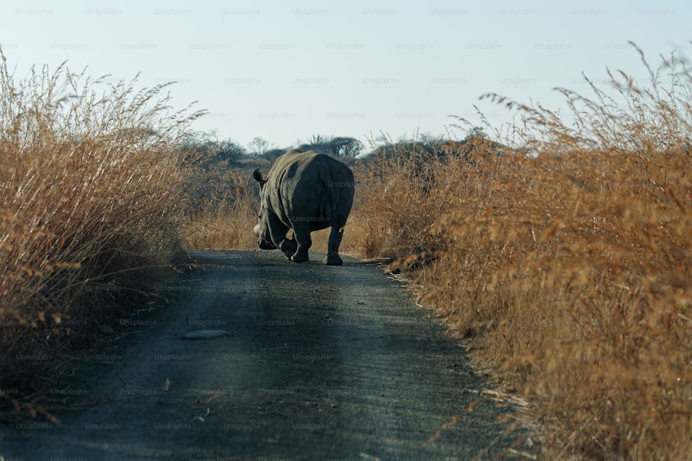 a rhino walking down a road in a field