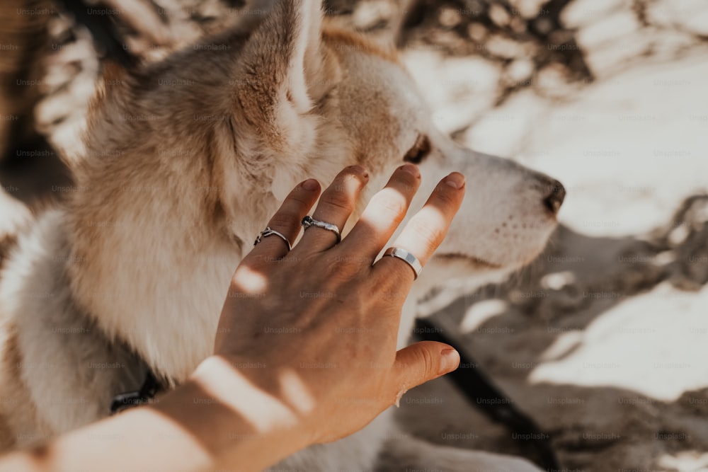 Die Hand einer Frau, die die Pfote eines Husky-Hundes berührt