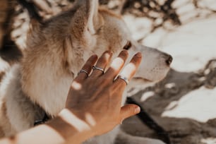a mão de uma mulher tocando a pata de um cão husky