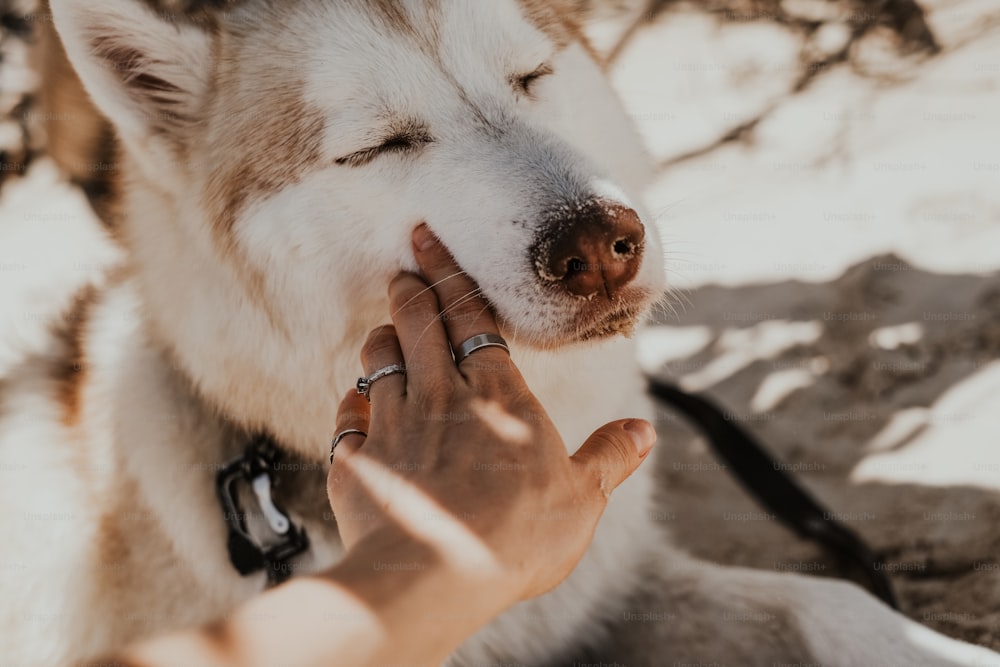 a person petting a dog on the nose