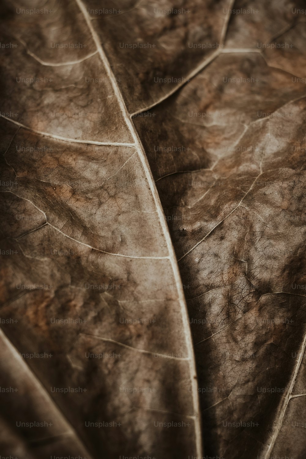 a close up of a brown leaf