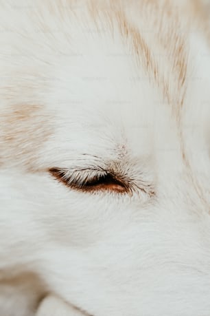 a close up of a white dog's eye