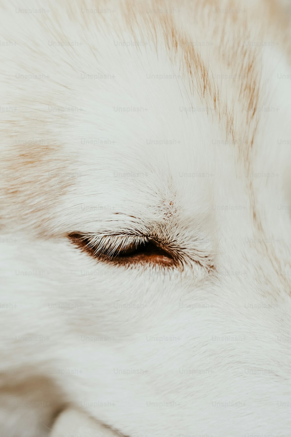 a close up of a white dog's eye