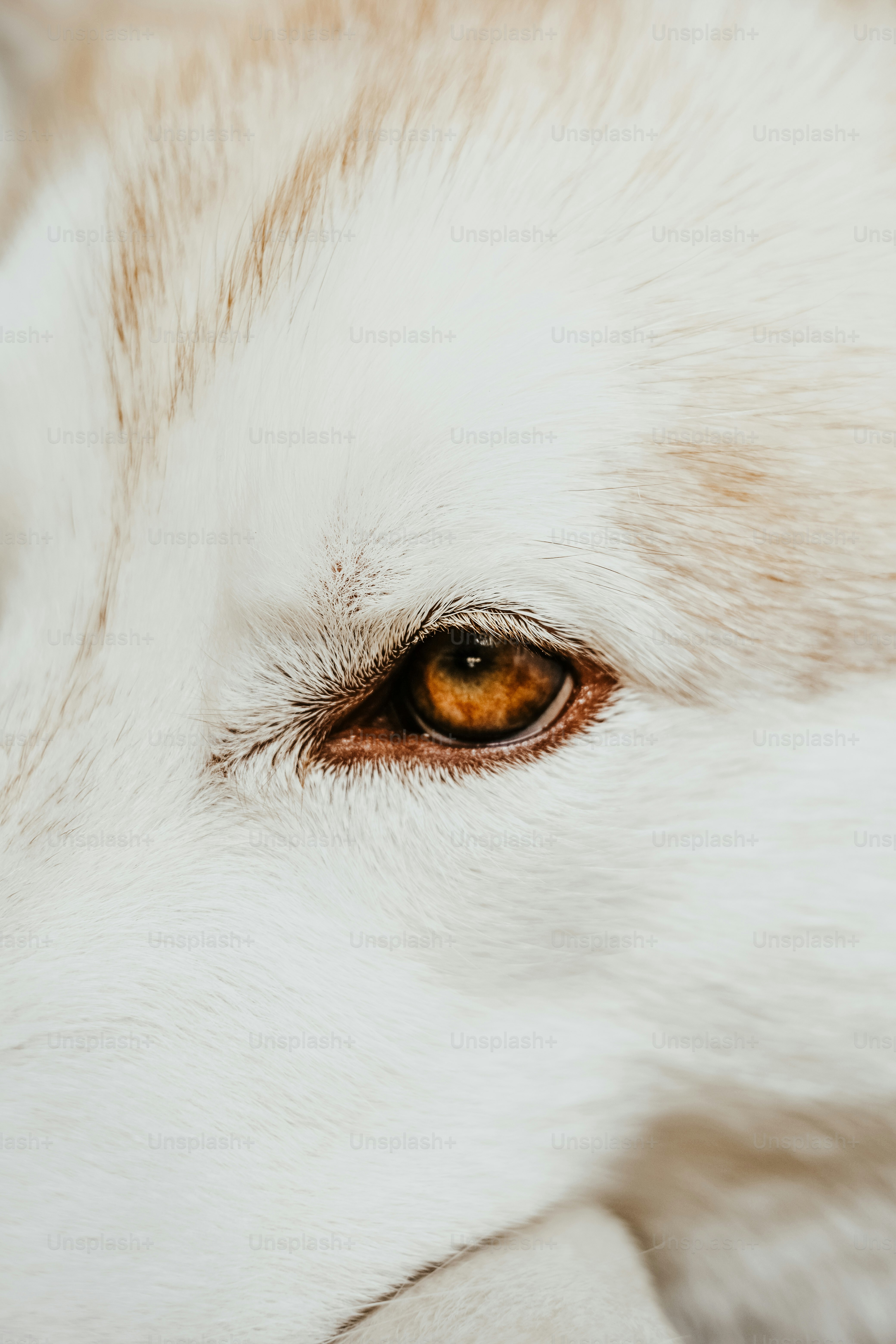 Man's best friend is something to behold in all forms: gorgeous Golden Retrievers, tiny yapping chihuahuas, fearsome pitbulls. Unsplash's community of incredible photographers has helped us curate an amazing selection of dog images that you can access and use free of charge.