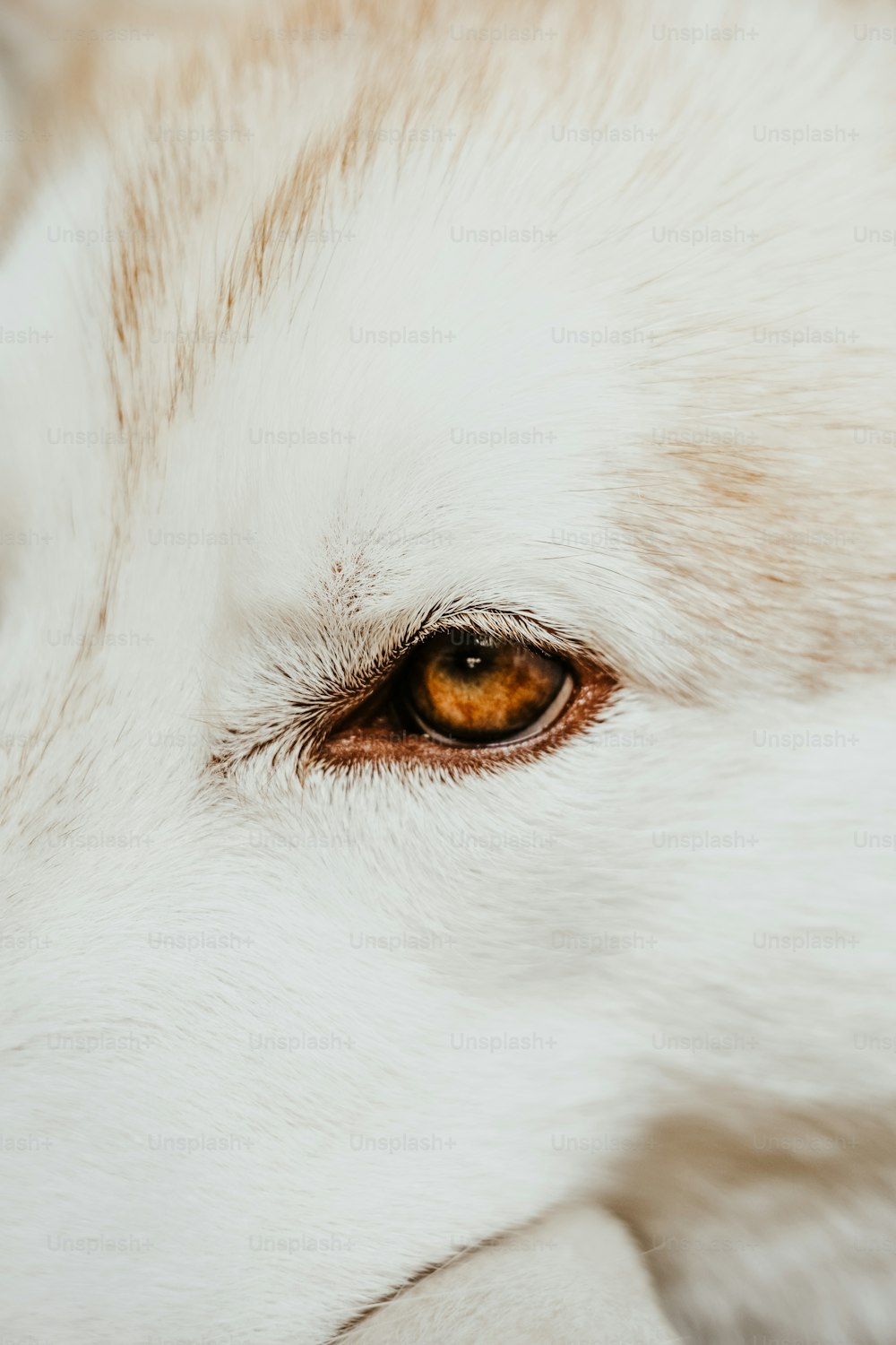 a close up of a white wolf's eye