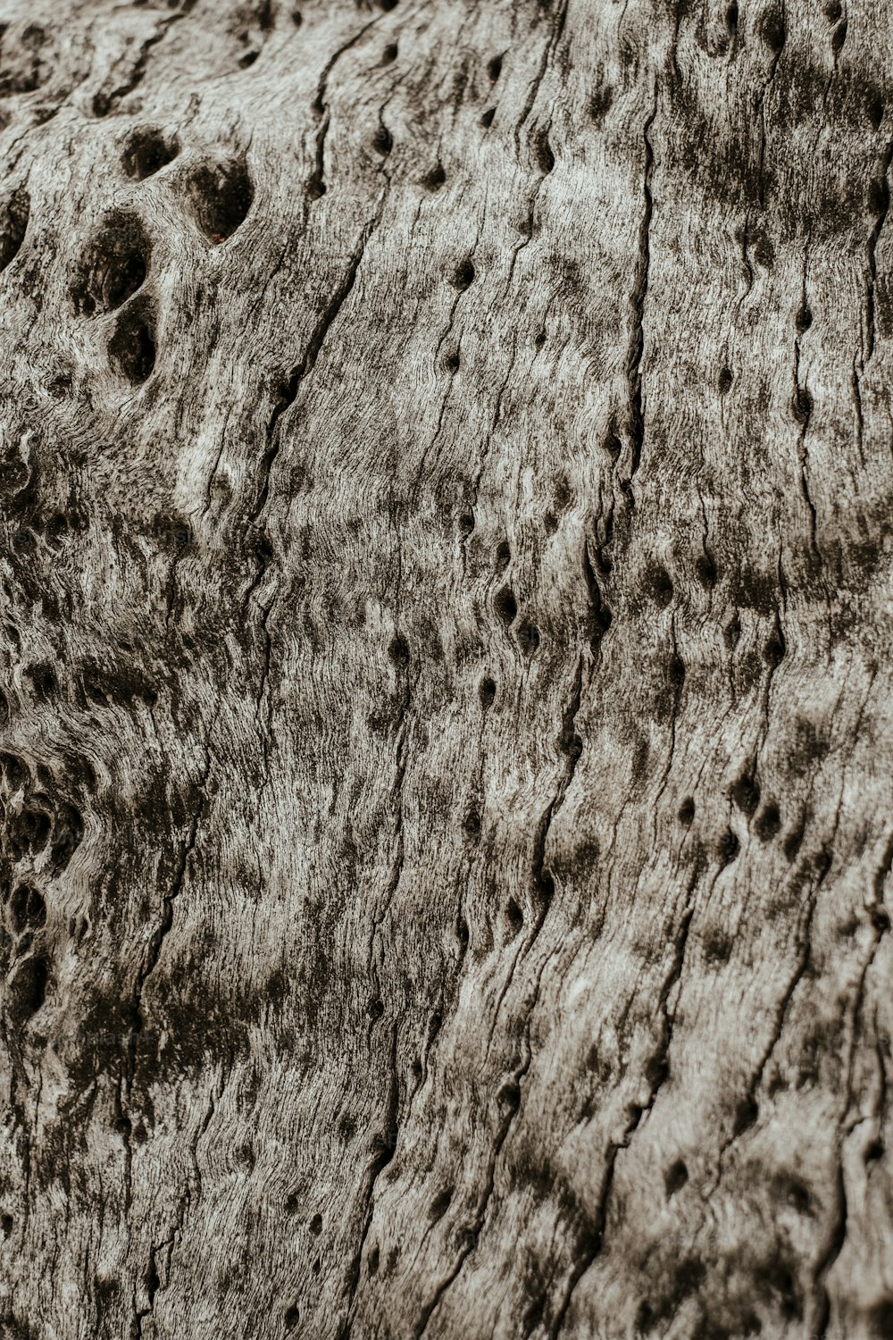 un gros plan d’un tronc d’arbre avec des trous