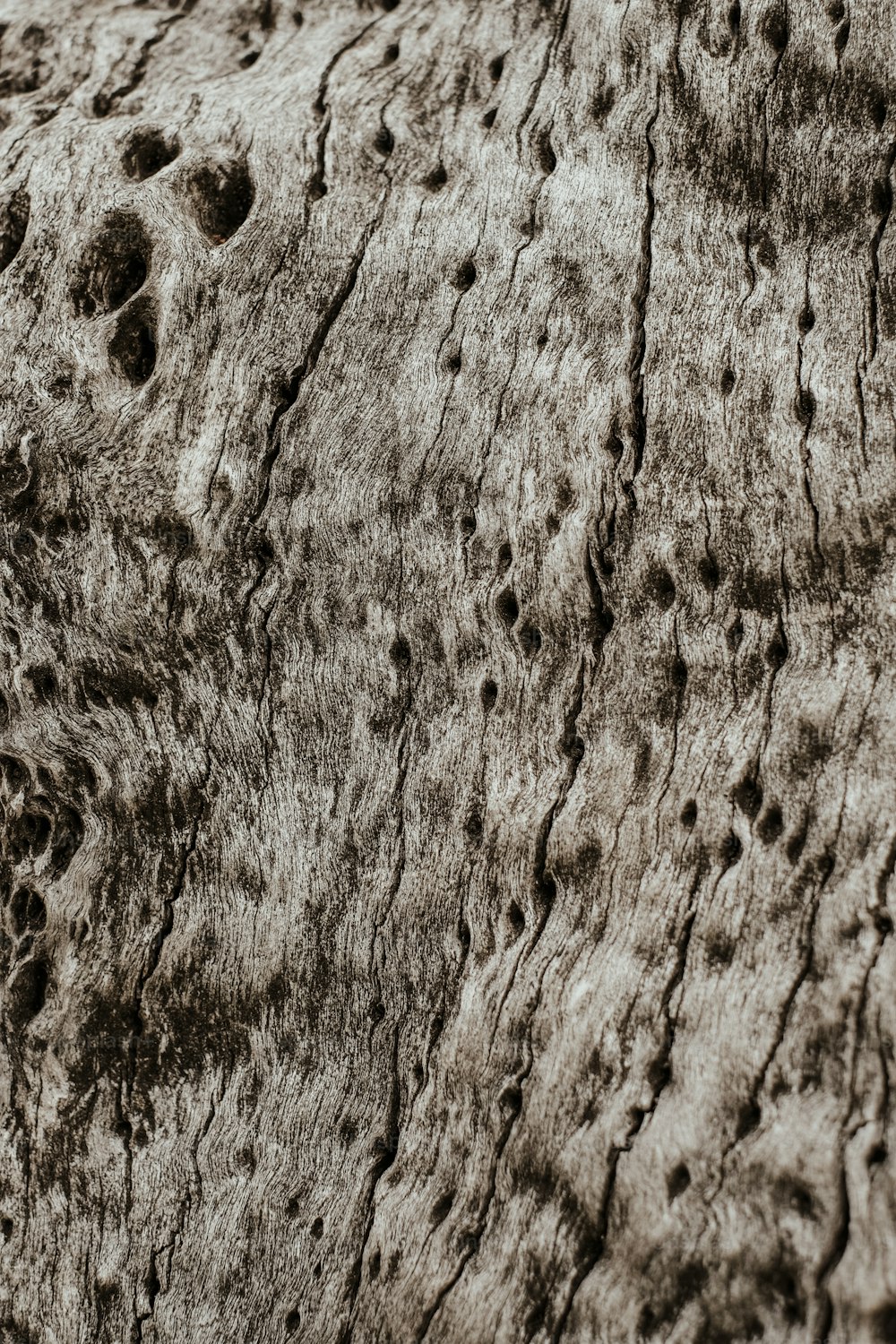 a close up of a tree trunk with holes in it