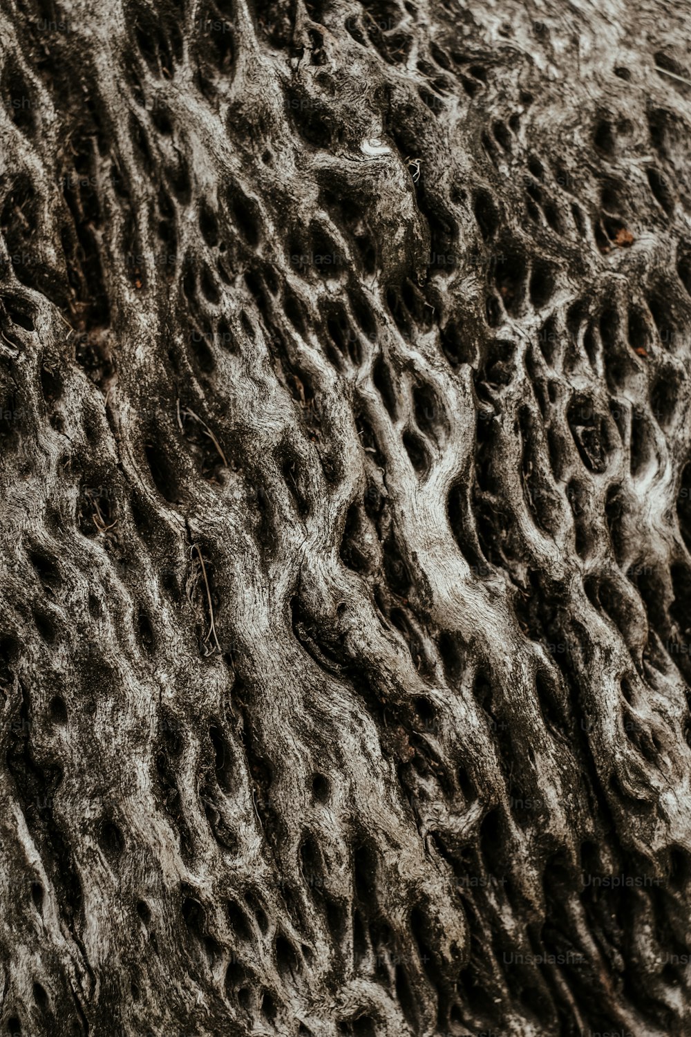 a close up of a sheep's wool texture