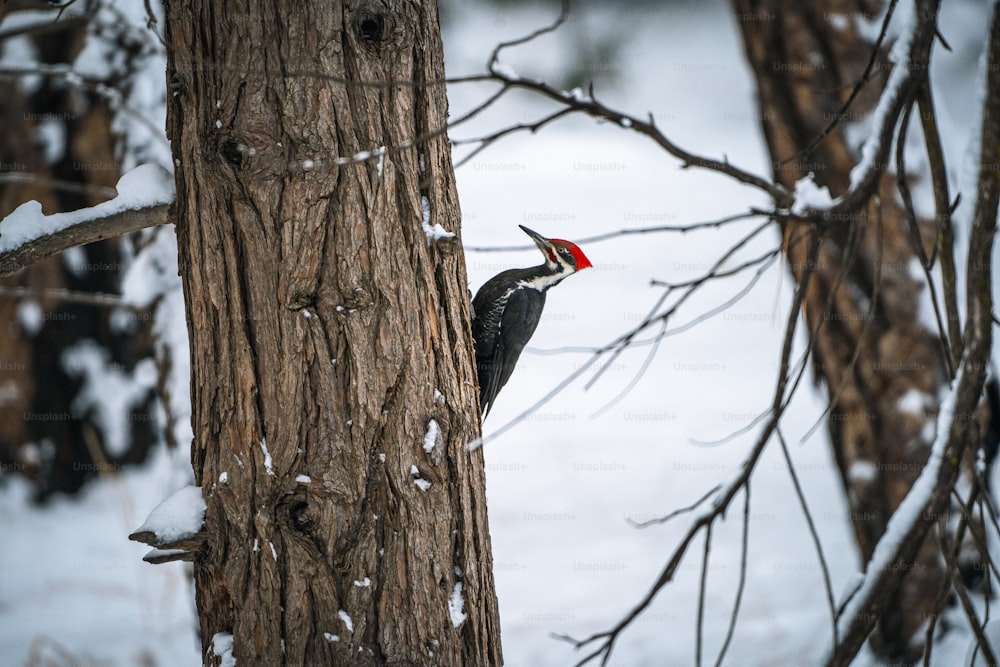 a woodpecker standing on a tree trunk in the snow