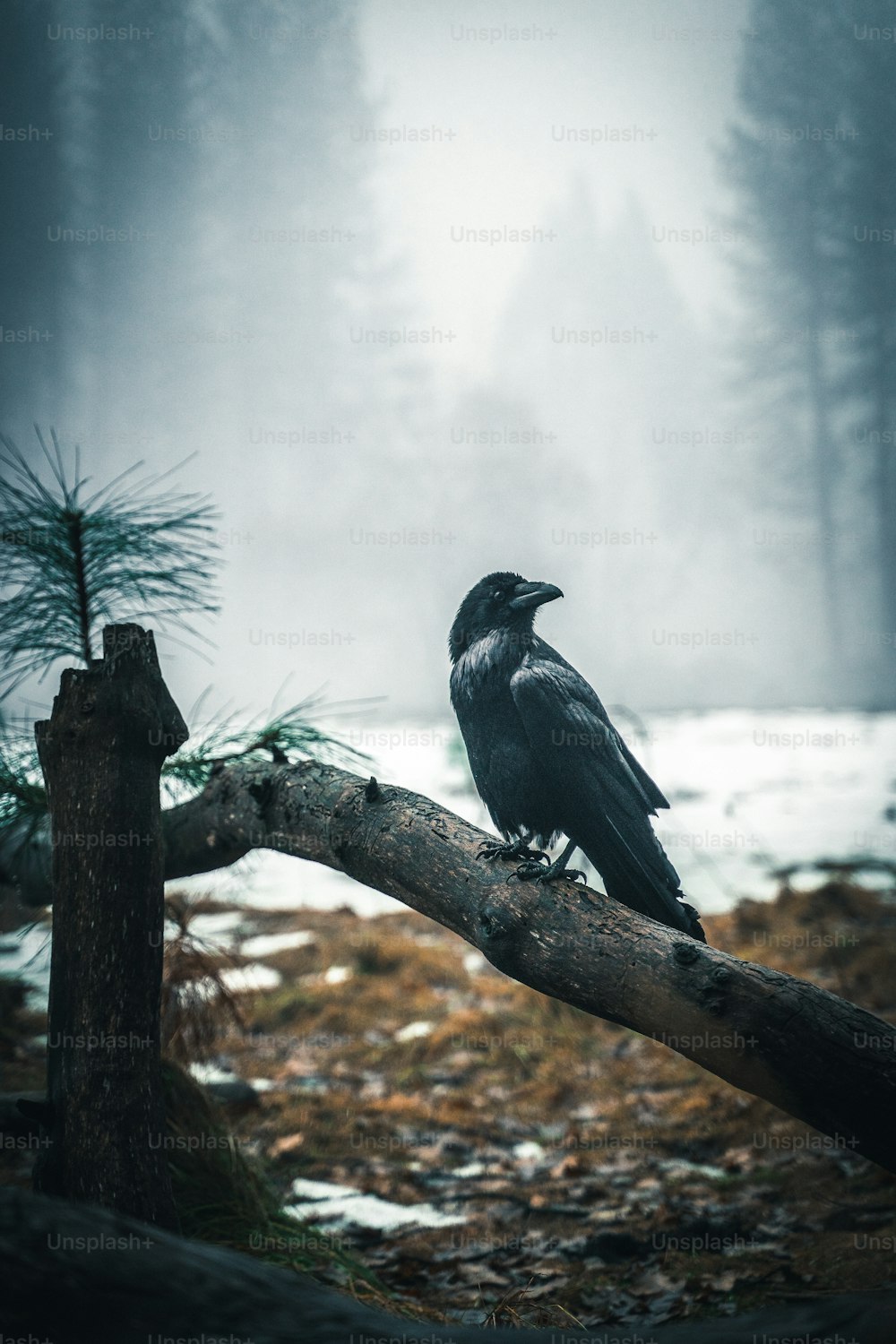 Ein schwarzer Vogel sitzt auf einem Ast