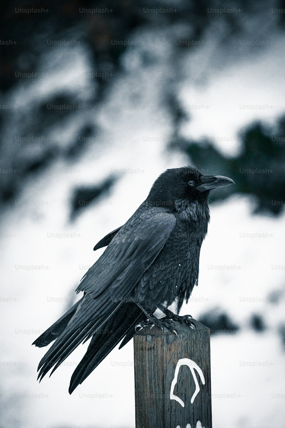 Ein schwarzer Vogel sitzt auf einem Holzpfosten