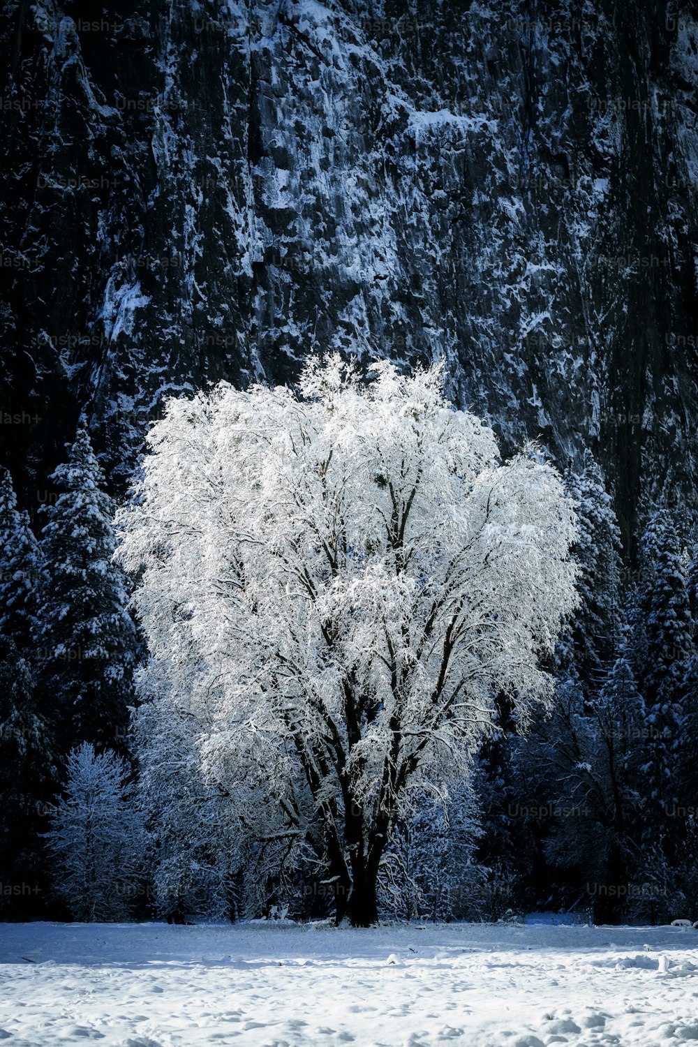 a snow covered tree in front of a mountain