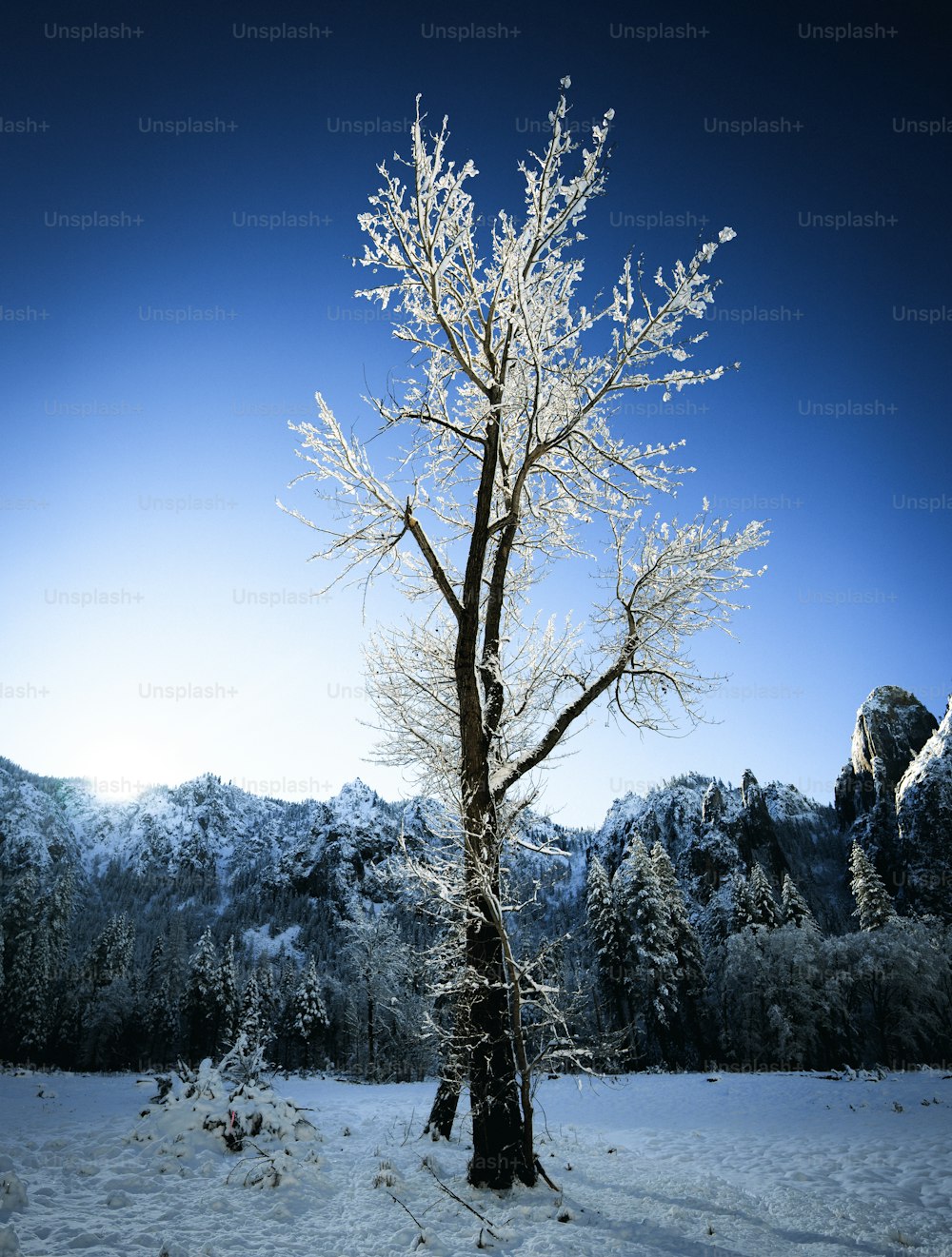a lone tree in a snowy field with mountains in the background