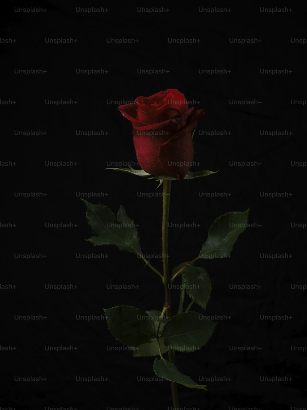 una sola rosa roja con hojas verdes sobre un fondo negro