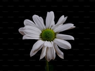 eine weiße Blume mit grüner Mitte auf schwarzem Hintergrund