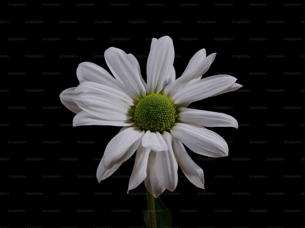 a white flower with a green center on a black background