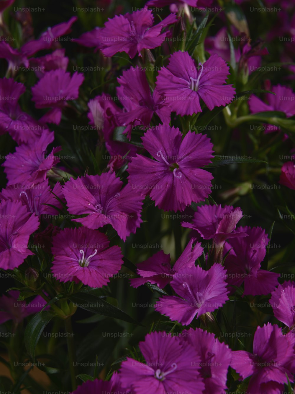 un bouquet de fleurs violettes qui fleurissent
