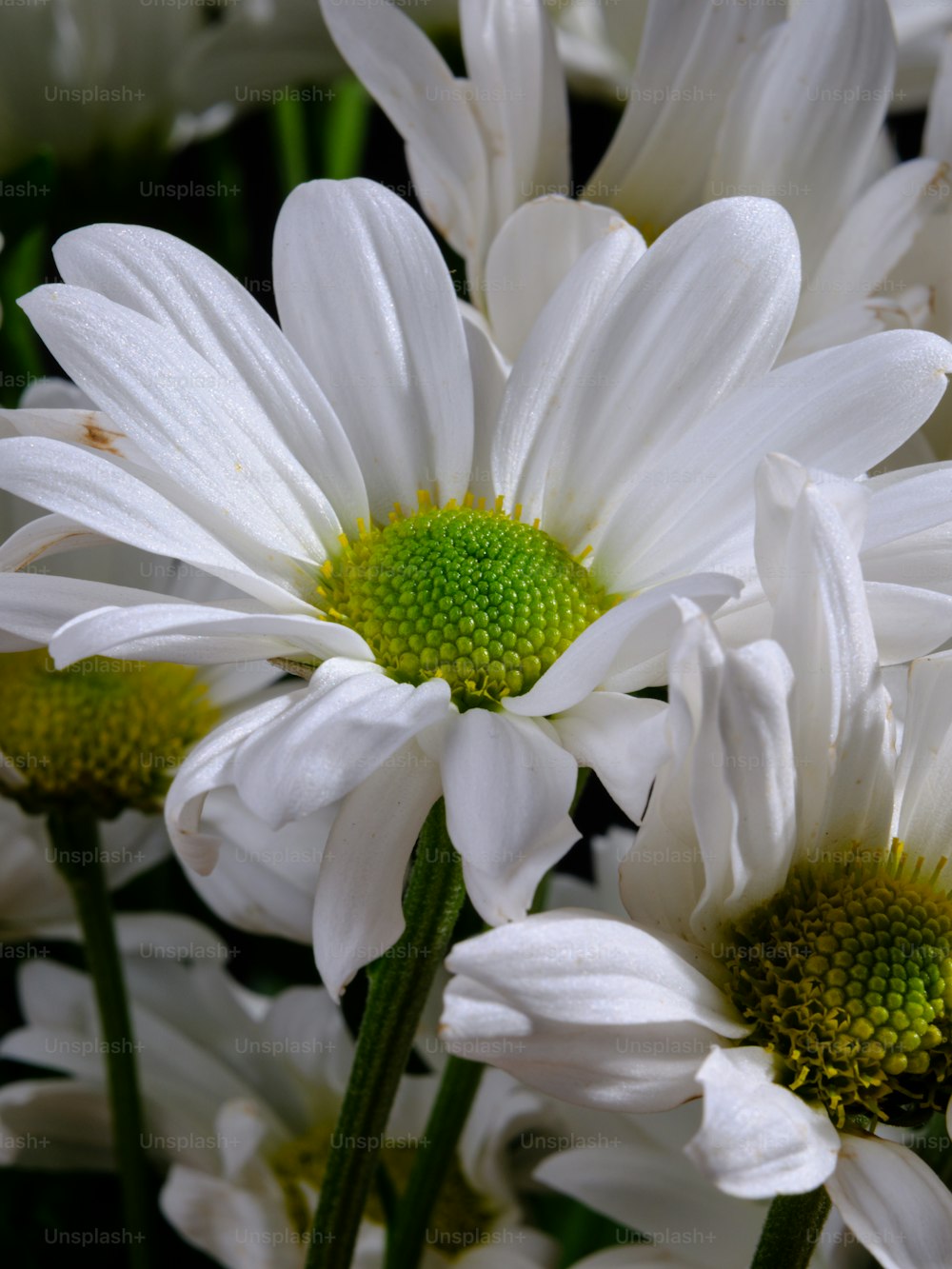 Un primo piano di un mazzo di fiori bianchi