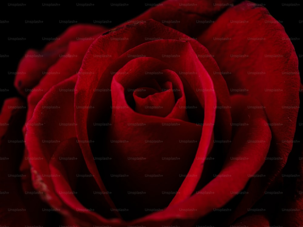 um close up de uma rosa vermelha em um fundo preto