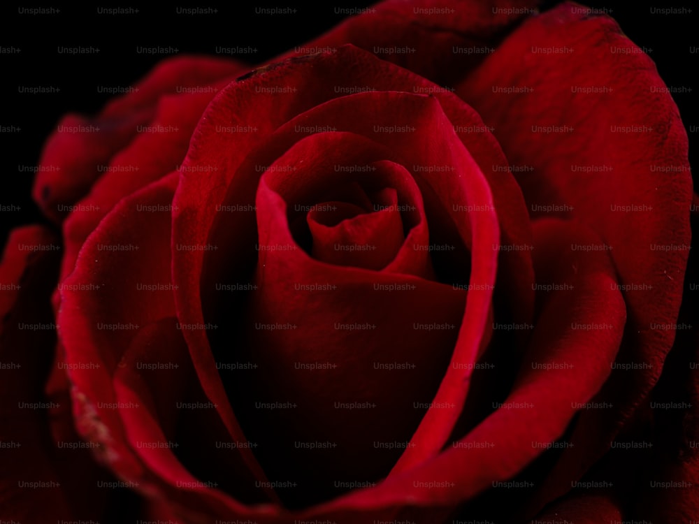 a close up of a red rose on a black background