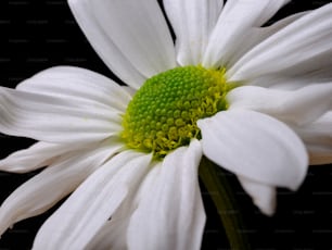 eine Nahaufnahme einer weißen Blume mit grüner Mitte