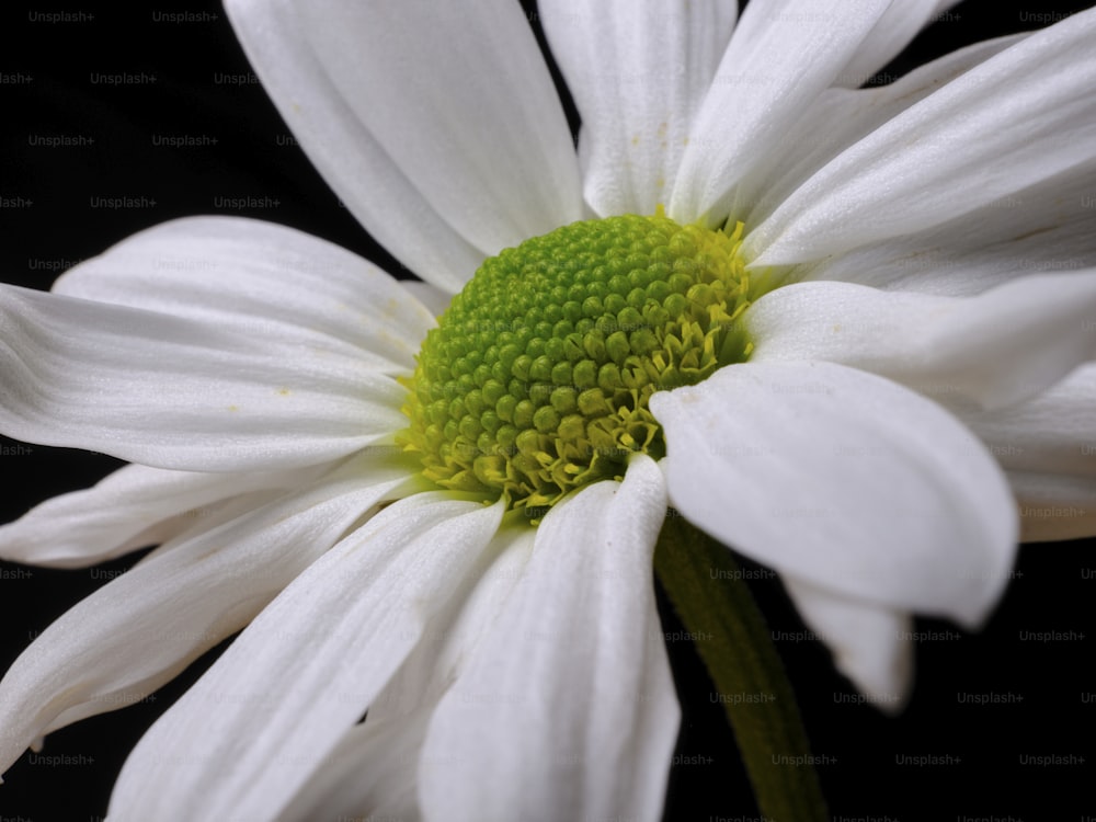 um close up de uma flor branca com um centro verde