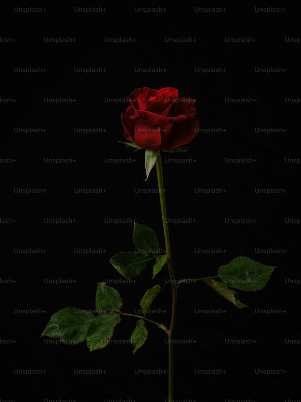 una singola rosa rossa su sfondo nero