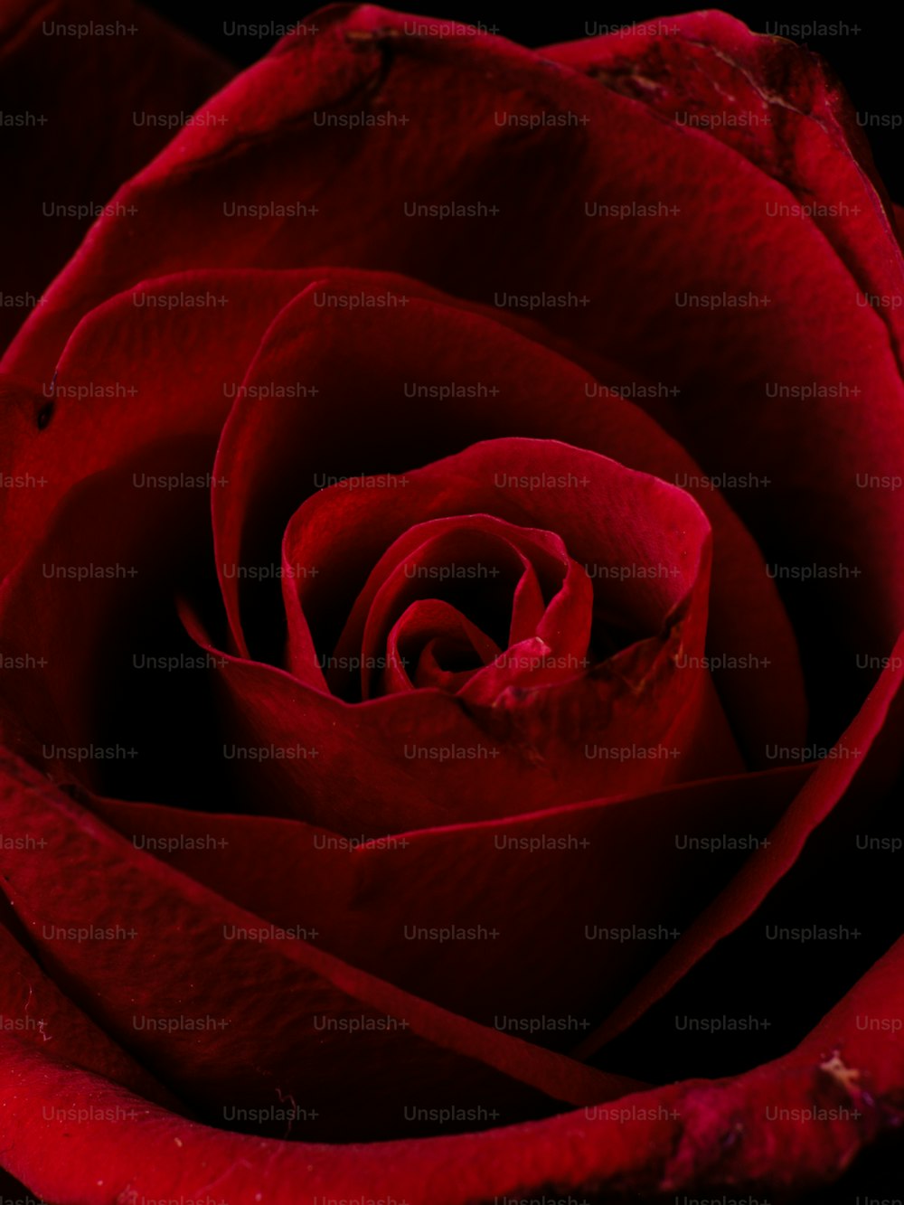 350+ Red-Rose Images [HQ] | Download Free Pictures on Unsplash