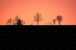 a couple of trees that are standing in the grass