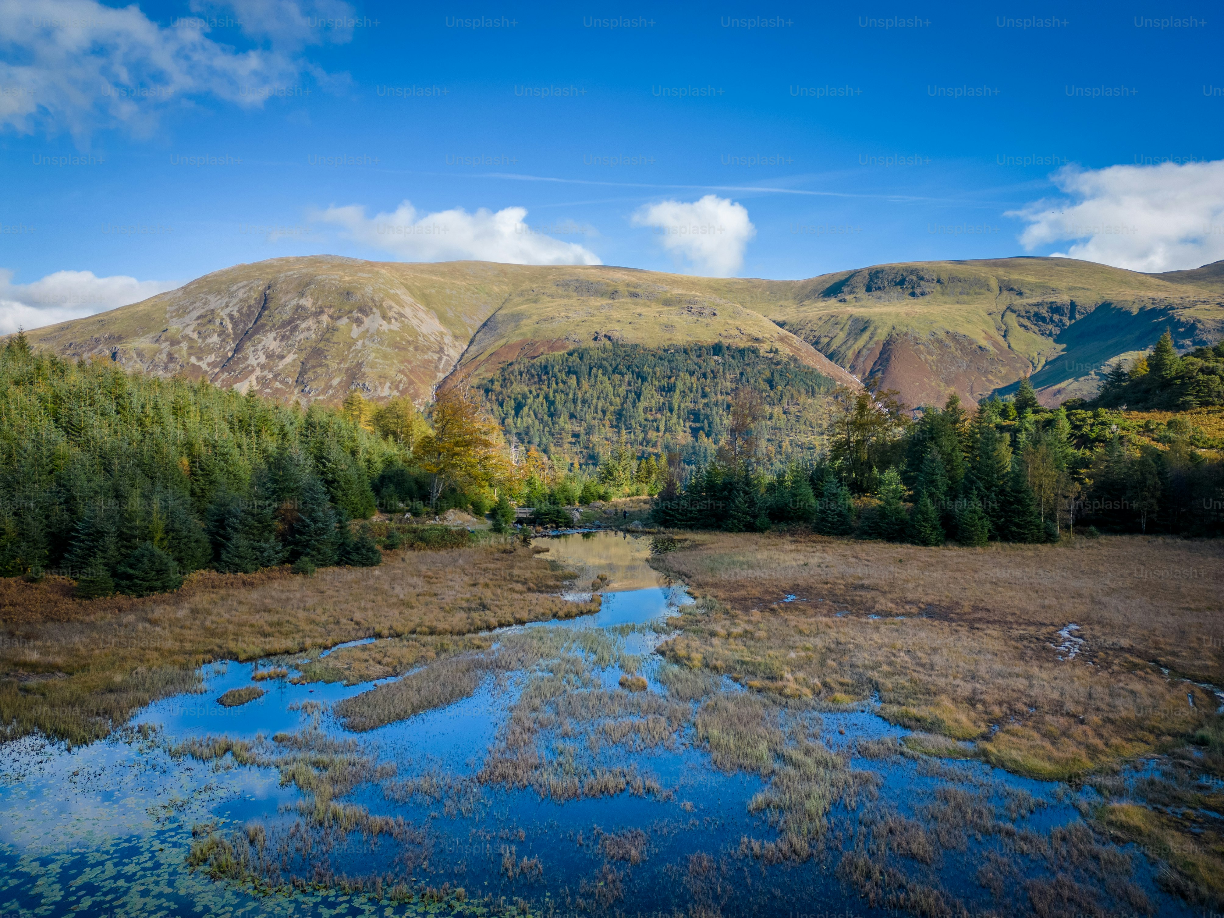 a river running through a lush green forest