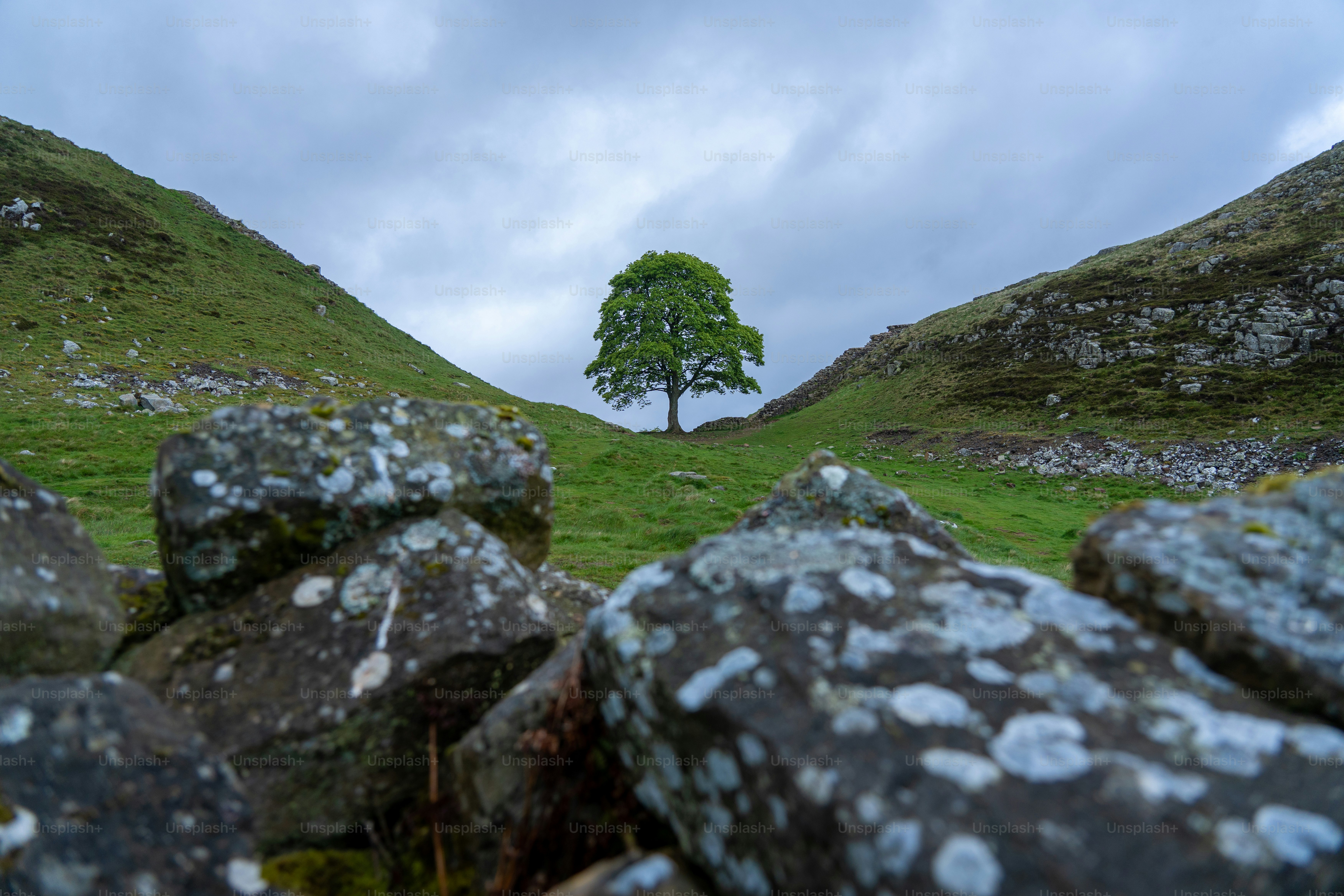 野原の真ん中にある一本の木
