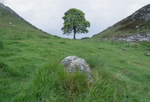 Un arbre solitaire au milieu d’un champ herbeux