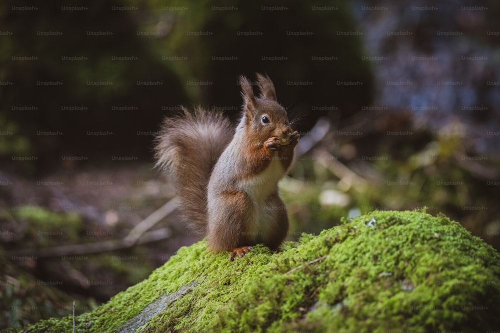 Uno scoiattolo è seduto su una roccia muschiosa