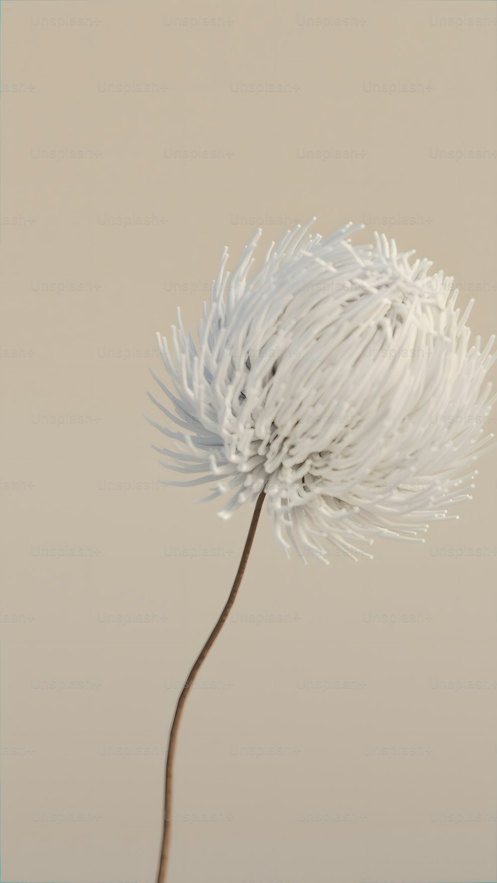 uma grande flor branca com um caule longo